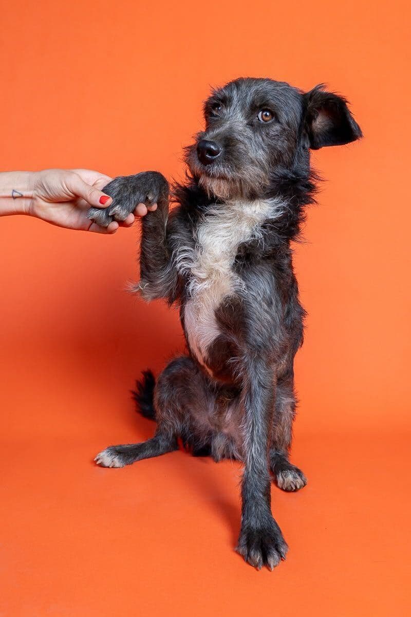 Balto — foto 1 de 2
