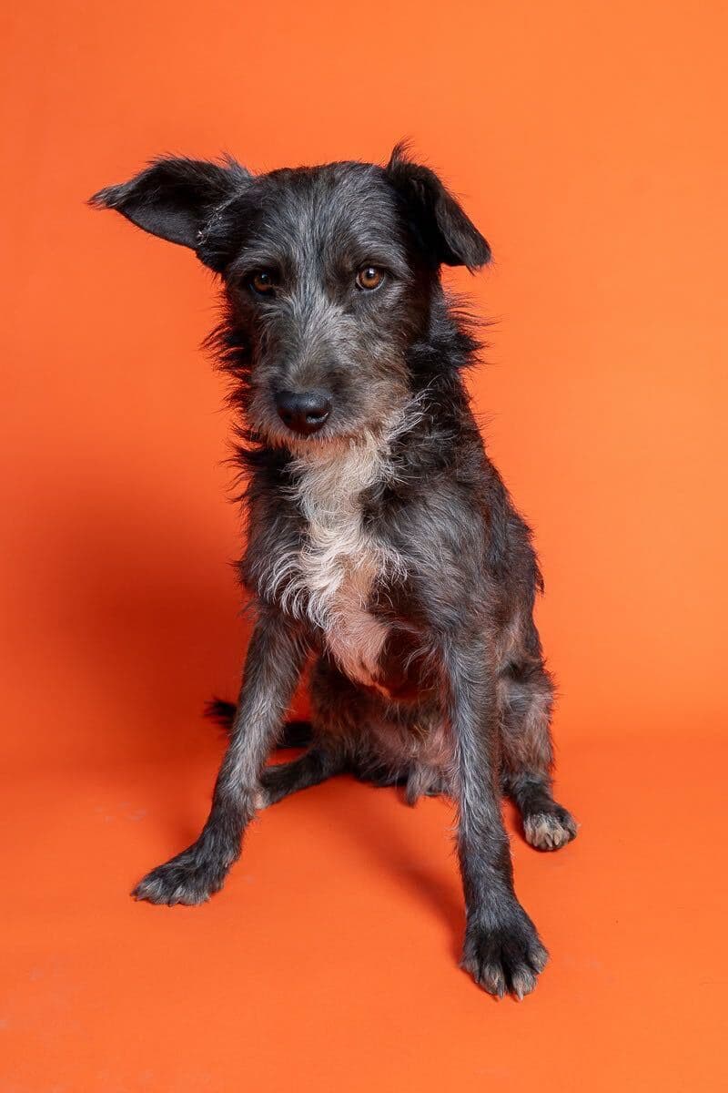 Balto — foto 2 de 2