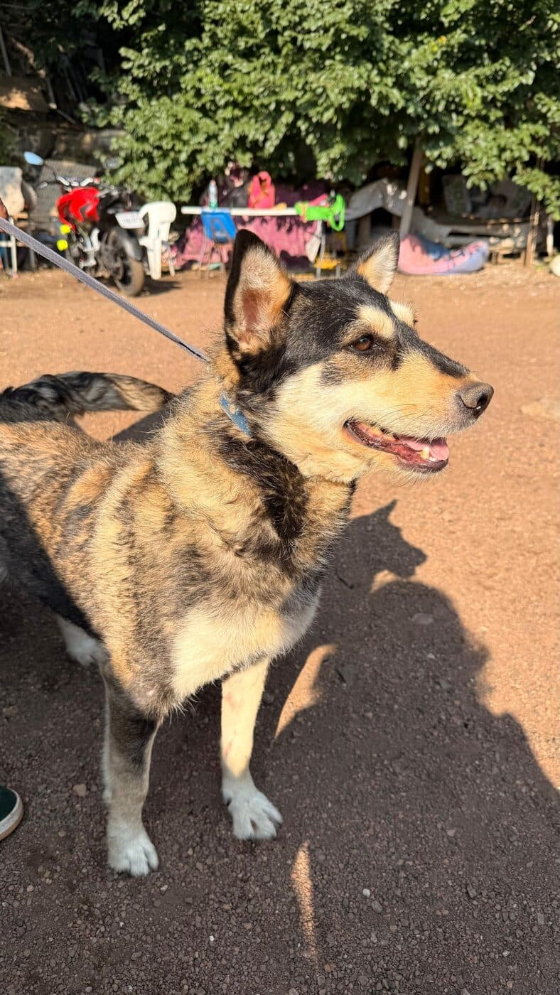Capibara — foto 3 de 3