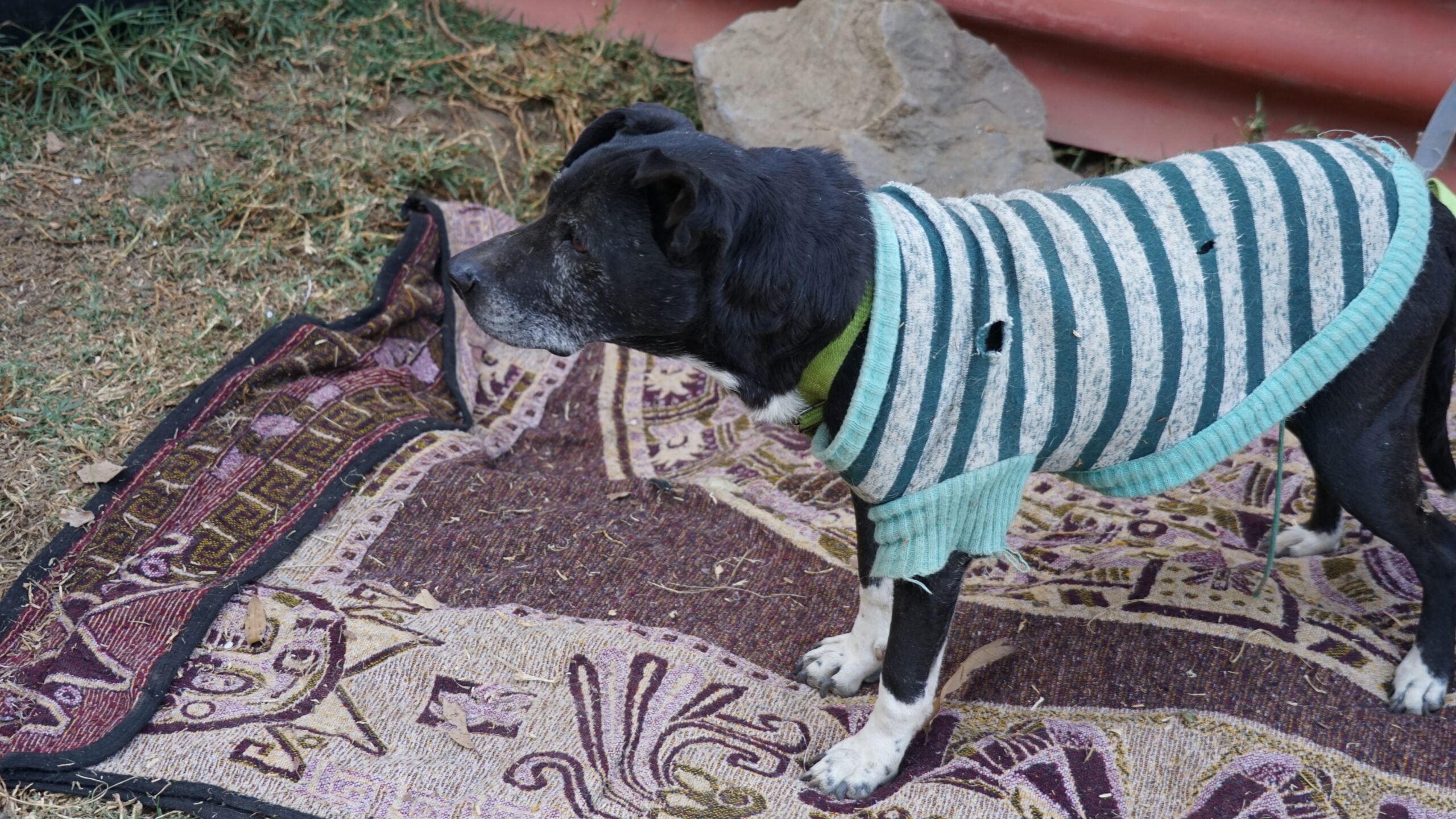 ABANDONO Y MALTRATO ANIMAL EN MÉXICO